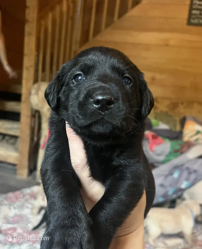 Diane – Labrador Retriever puppy for sale in Beaver Dams, NY