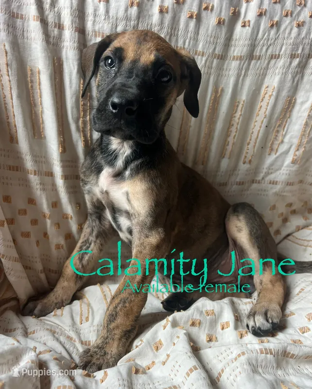 Calamity Jane  – Great Dane puppy for sale in Beaver Dams, NY
