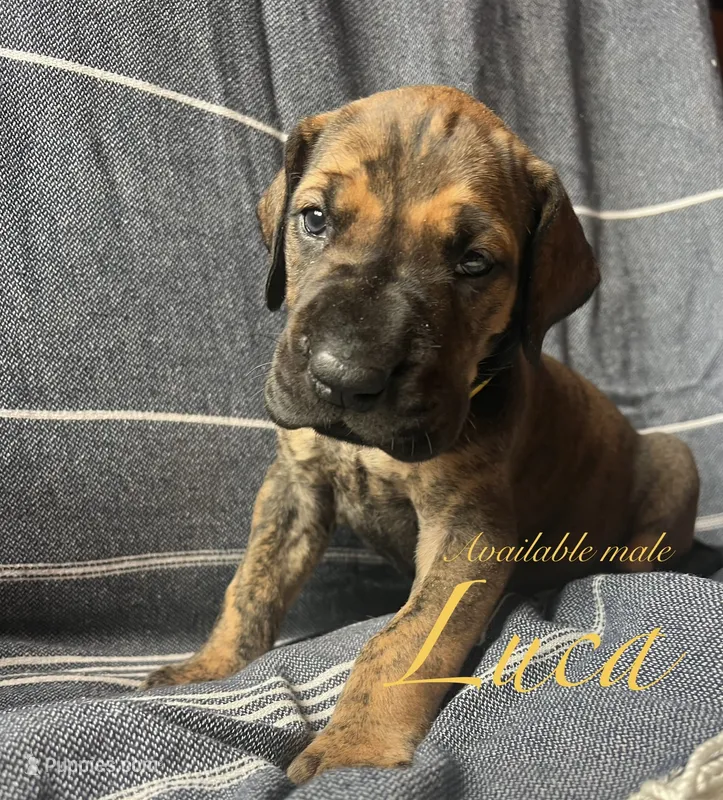 Luca – Great Dane puppy for sale in Beaver Dams, NY