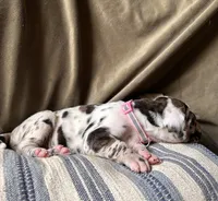 Wendy, a female Great Dane for sale in Beaver Dams, NY – 5 of 7