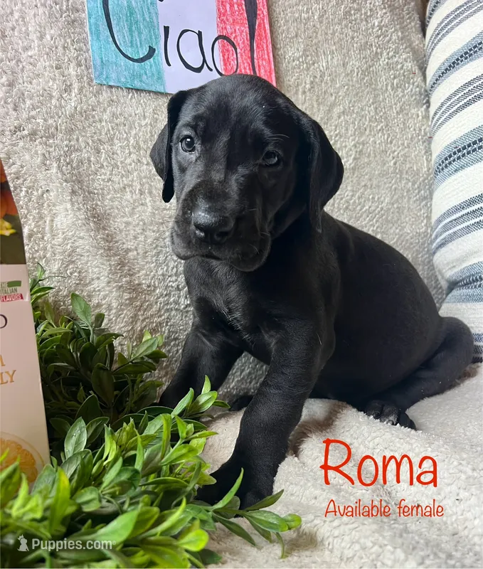 Roma – Great Dane puppy for sale in Beaver Dams, NY
