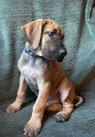 Warren, a male Great Dane for sale in Beaver Dams, NY – 6 of 8