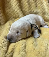 Jon, a male Labrador Retriever for sale in Beaver Dams, NY – 3 of 5