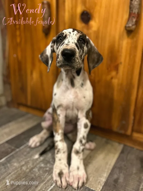 Wendy – Great Dane puppy for sale in Beaver Dams, NY