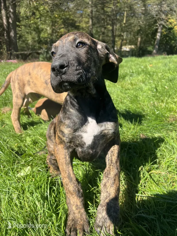Wanda – Great Dane puppy for sale in Beaver Dams, NY