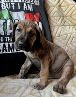 Luca, a male Great Dane for sale in Beaver Dams, NY – 2 of 6