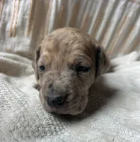 Luigi, a male Great Dane for sale in Beaver Dams, NY – 3 of 6