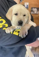 Aaron, a male Labrador Retriever for sale in Beaver Dams, NY – 3 of 5