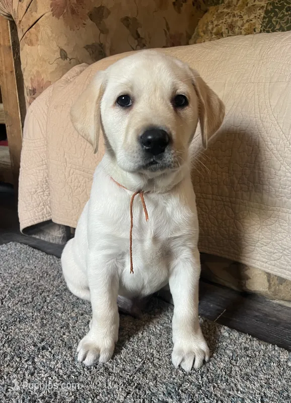 Pete – Labrador Retriever puppy on hold in Beaver Dams, NY