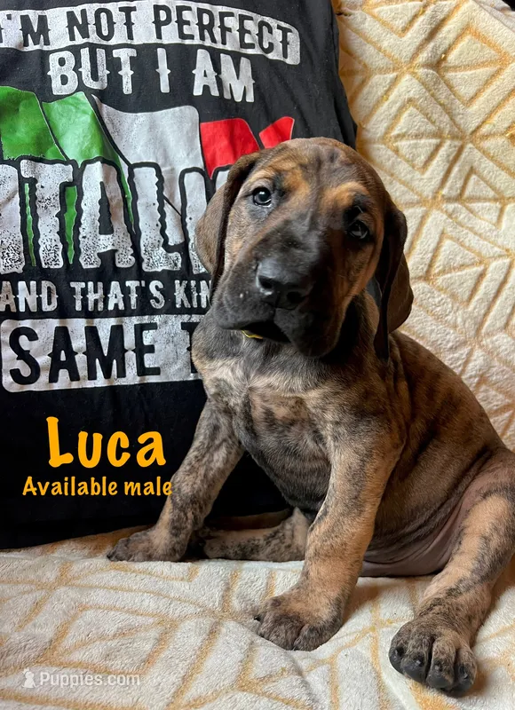 Luca – Great Dane puppy for sale in Beaver Dams, NY