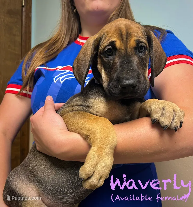 Waverly – Great Dane puppy for sale in Beaver Dams, NY