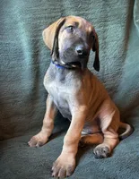 Warren, a male Great Dane for sale in Beaver Dams, NY – 4 of 8
