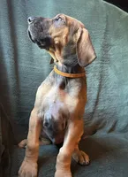 Walker, a male Great Dane for sale in Beaver Dams, NY – 6 of 8