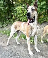 Winnie, a female Great Dane for sale in Beaver Dams, NY – 7 of 7