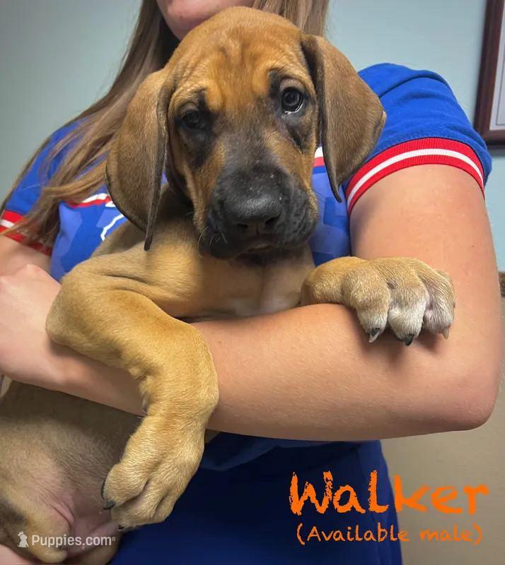 Walker – Great Dane puppy for sale in Beaver Dams, NY