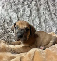 Fred, a male Great Dane for sale in Beaver Dams, NY – 2 of 5