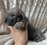 Francesca , a female Great Dane for sale in Beaver Dams, NY – 3 of 6