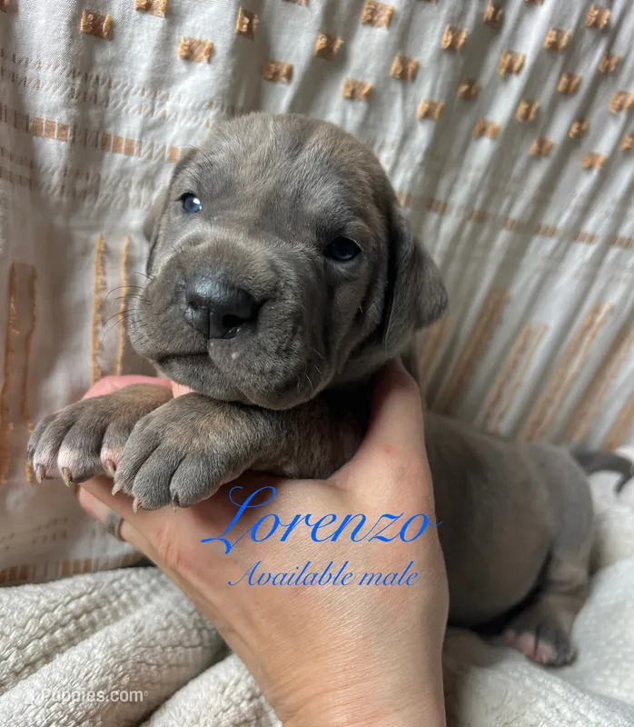 Lorenzo – Great Dane puppy for sale in Beaver Dams, NY