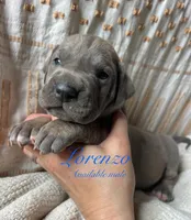 Lorenzo, a male Great Dane for sale in Beaver Dams, NY – 1 of 6