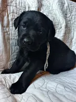 Jackie, a female Labrador Retriever for sale in Beaver Dams, NY – 3 of 6