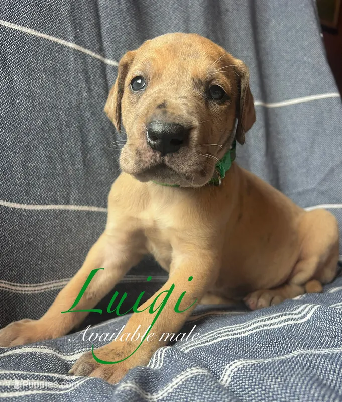 Luigi – Great Dane puppy for sale in Beaver Dams, NY