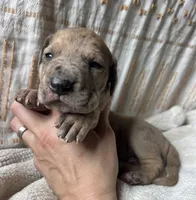 Luigi, a male Great Dane for sale in Beaver Dams, NY – 2 of 6