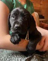 Espresso, a male Labrador Retriever for sale in Beaver Dams, NY – Photo 3 of 5