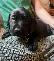 Espresso, a male Labrador Retriever for sale in Beaver Dams, NY – Photo 5 of 5