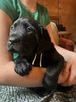 Espresso, a male Labrador Retriever for sale in Beaver Dams, NY – Photo 4 of 5