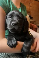 Espresso, a male Labrador Retriever for sale in Beaver Dams, NY – Photo 2 of 5
