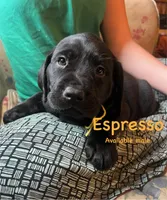 Espresso, a male Labrador Retriever for sale in Beaver Dams, NY – Photo 1 of 5