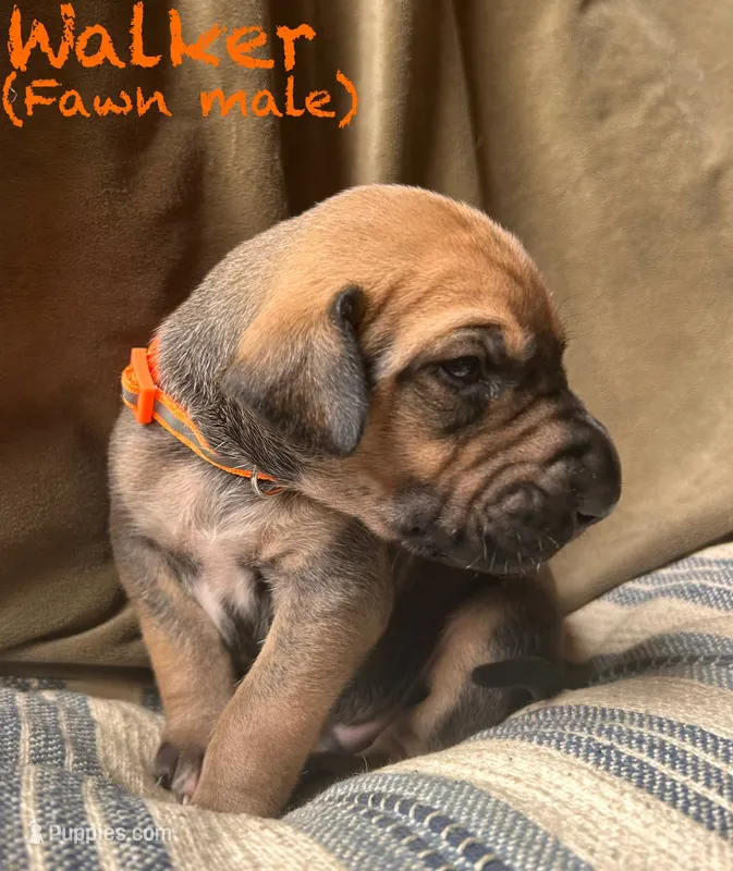 Walker – Great Dane puppy for sale in Beaver Dams, NY