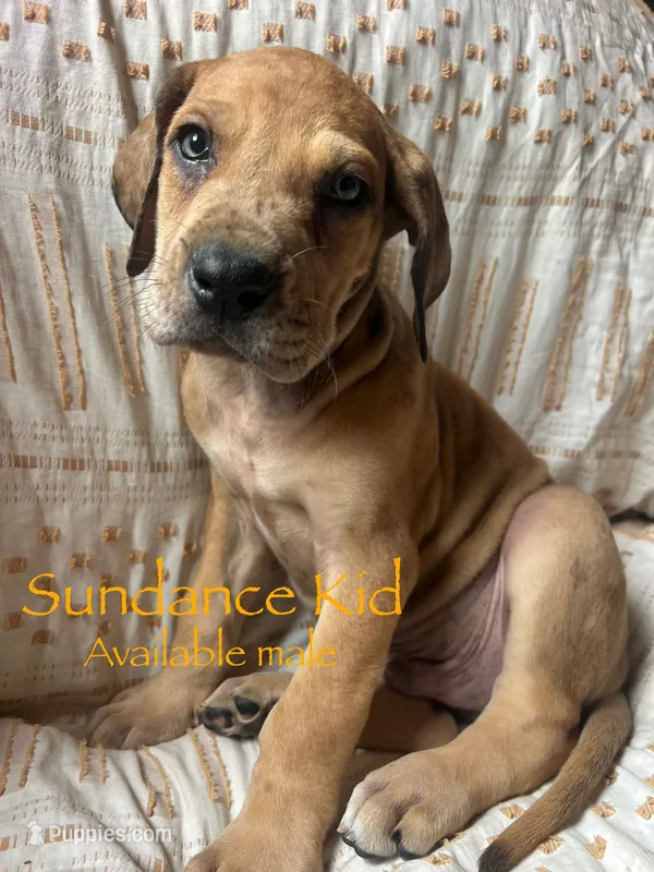 The Sundance kid – Great Dane puppy for sale in Beaver Dams, NY