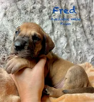 Fred, a male Great Dane for sale in Beaver Dams, NY – 1 of 5