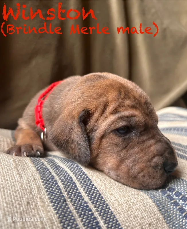Winston – Great Dane puppy for sale in Beaver Dams, NY