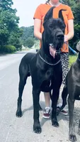 Roma, a female Great Dane for sale in Beaver Dams, NY – 5 of 6