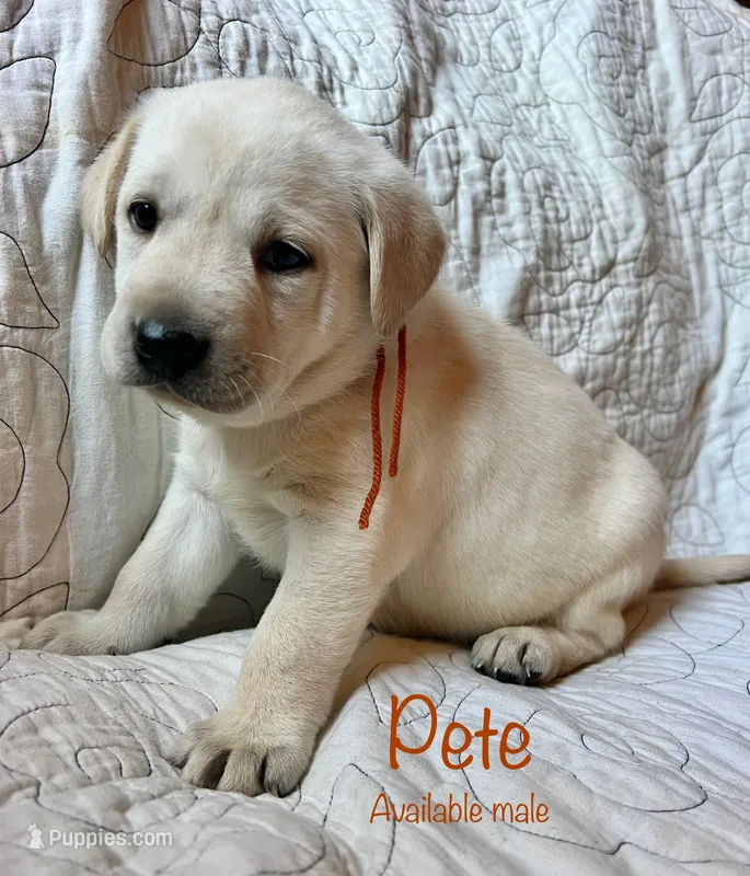 Pete – Labrador Retriever puppy for sale in Beaver Dams, NY