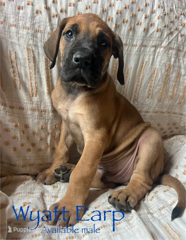 Wyatt Earp – Great Dane puppy for sale in Beaver Dams, NY