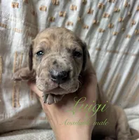 Luigi, a male Great Dane for sale in Beaver Dams, NY – 1 of 6