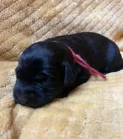 Diane, a female Labrador Retriever for sale in Beaver Dams, NY – 4 of 6