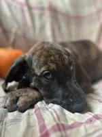 Wanda, a female Great Dane for sale in Beaver Dams, NY – 3 of 5