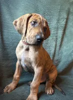 Winston, a male Great Dane for sale in Beaver Dams, NY – 4 of 8