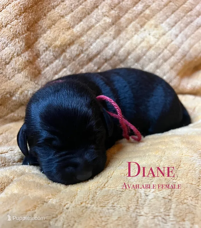 Diane – Labrador Retriever puppy for sale in Beaver Dams, NY