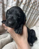 Giulia, a female Great Dane for sale in Beaver Dams, NY – 3 of 6