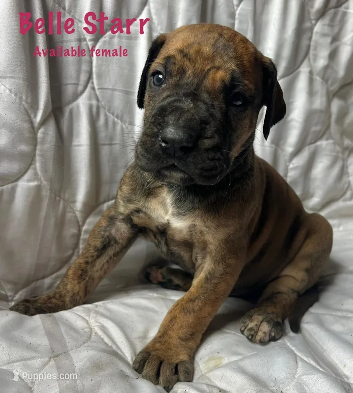 Belle Starr – Great Dane puppy for sale in Beaver Dams, NY