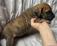 Belle Starr, a female Great Dane for sale in Beaver Dams, NY – Photo 3 of 6