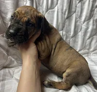 Belle Starr, a female Great Dane for sale in Beaver Dams, NY – Photo 2 of 6