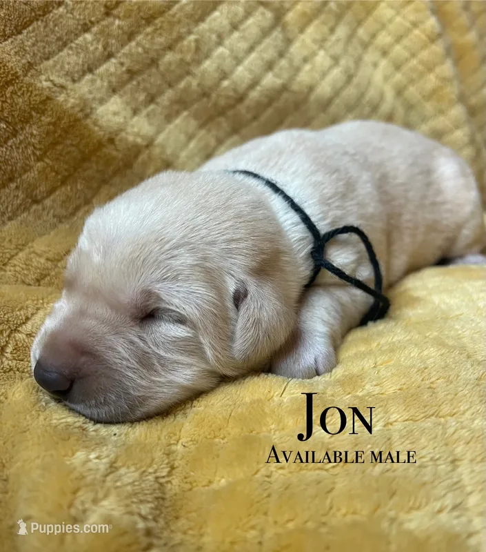 Jon – Labrador Retriever puppy for sale in Beaver Dams, NY