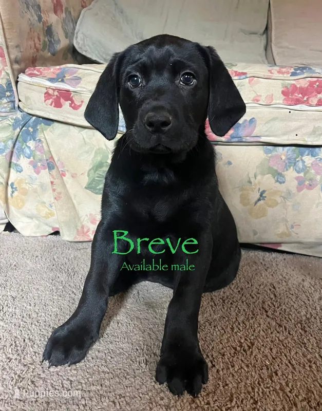 Breve – Labrador Retriever puppy for sale in Beaver Dams, NY