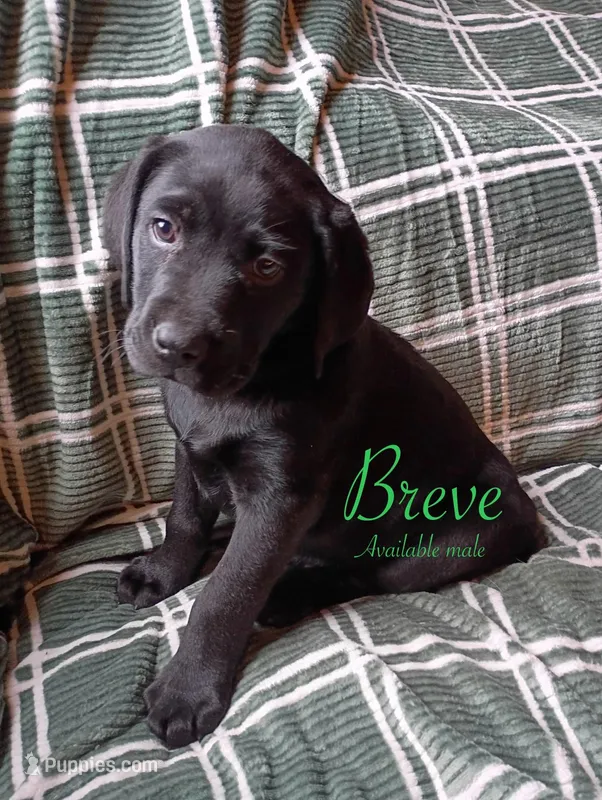 Breve – Labrador Retriever puppy for sale in Beaver Dams, NY
